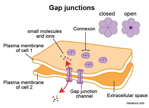 gap junctions definition